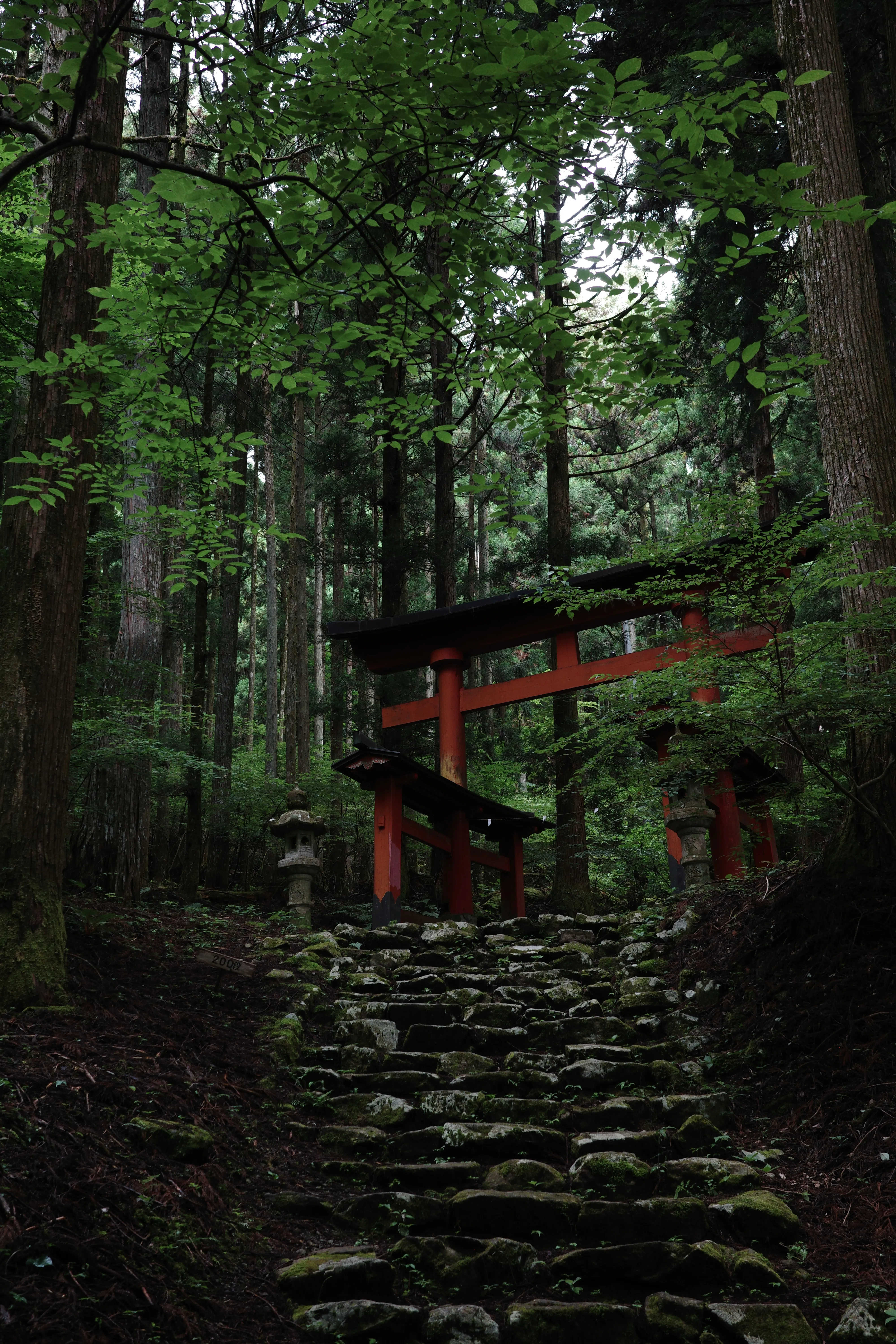 写真：氷川神社の景色