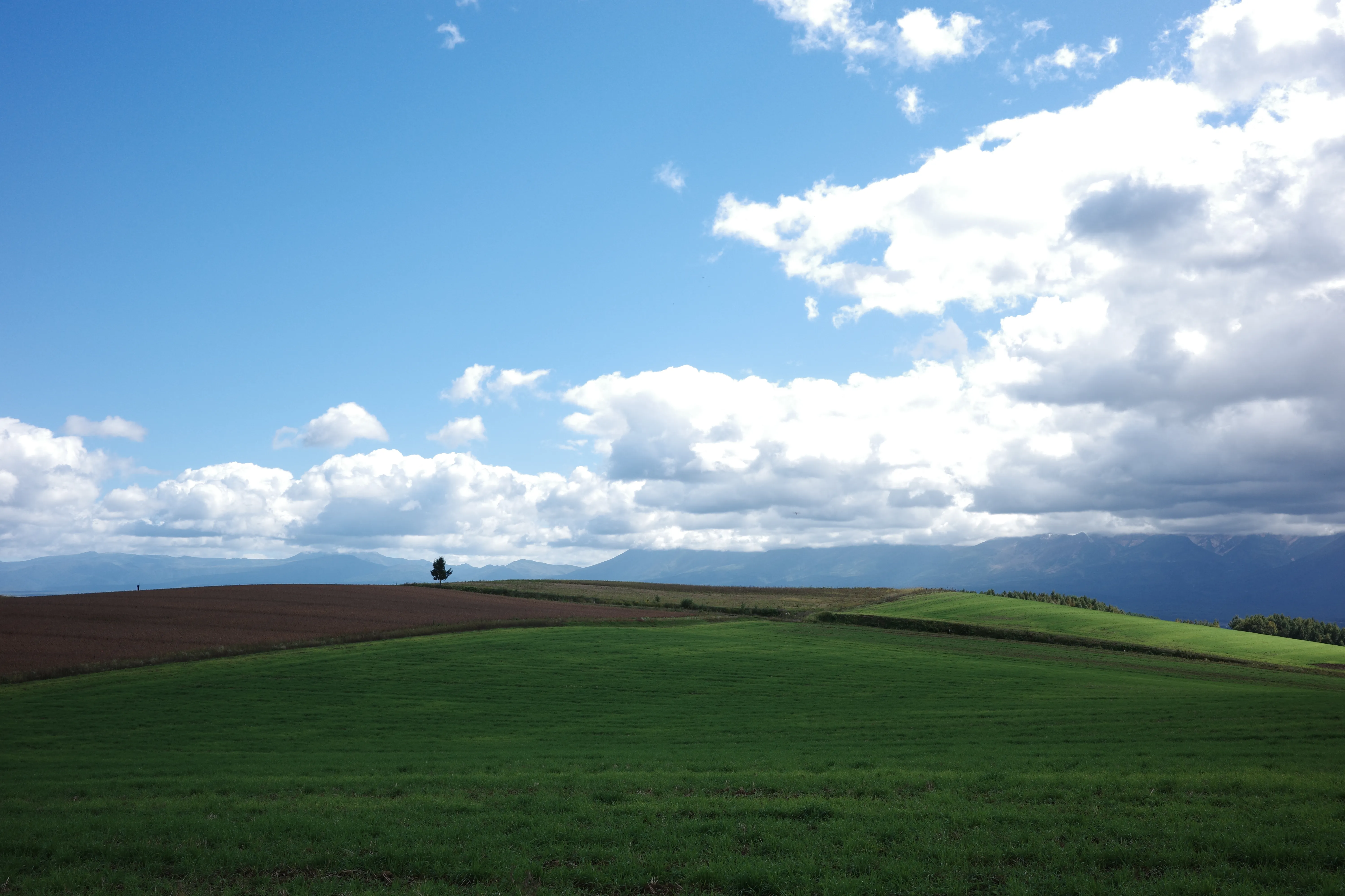 写真：美瑛の丘