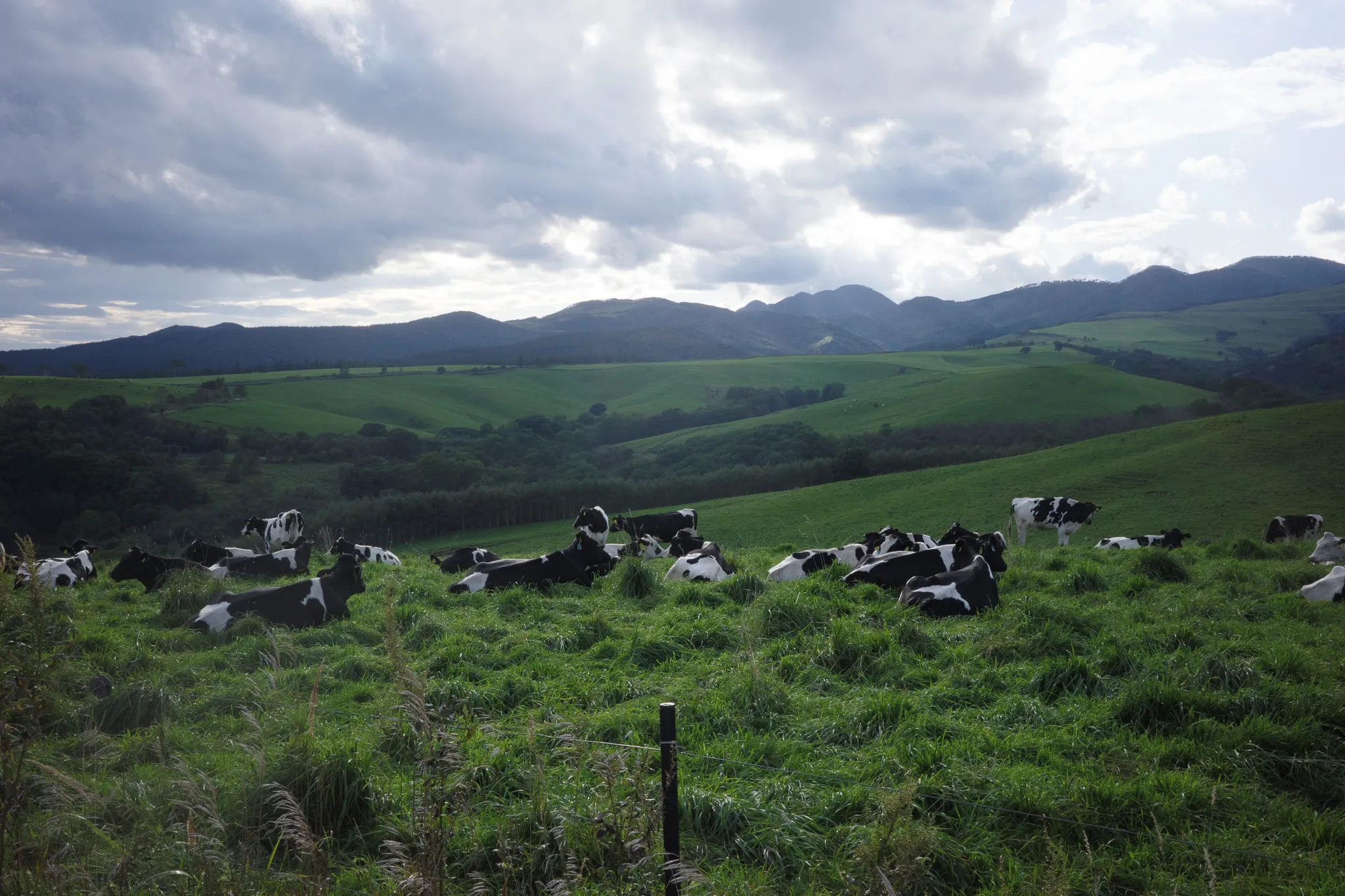 ナイタイ高原牧場の牛